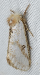 Epicoma derbyana
