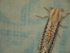 Azygophleps scalaris