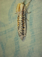 Azygophleps scalaris