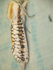 Azygophleps scalaris