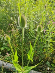Dipsacus fullonum