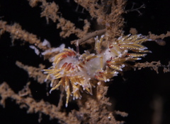 Rubramoena rubescens