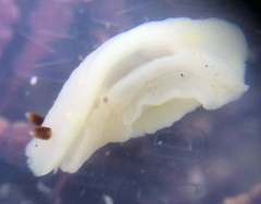 Cadlina flavomaculata