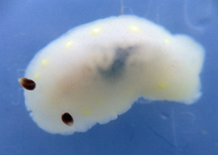 Cadlina flavomaculata