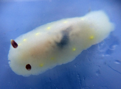 Cadlina flavomaculata