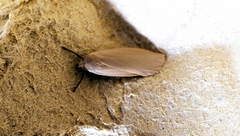 Eilema depressa