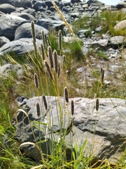 Alopecurus arundinaceus