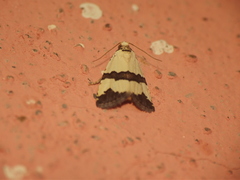 Maliattha quadripartita