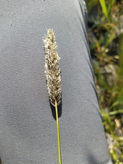 Alopecurus arundinaceus