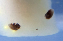 Cadlina flavomaculata