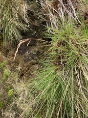 Festuca francoi