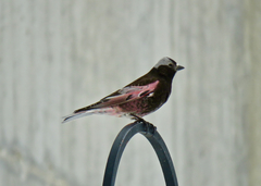 Leucosticte atrata