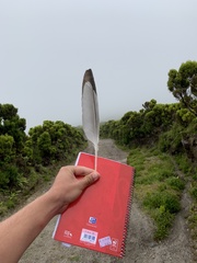 Larus michahellis atlantis