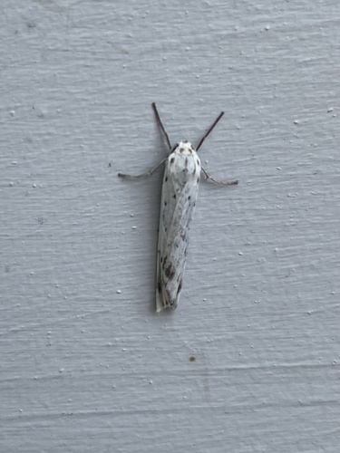 Speckled Footman, Terschelling, Midsland, Friesland, NL, photo 4 of 10