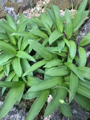 Allium victorialis