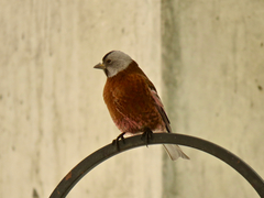 Leucosticte tephrocotis littoralis