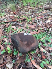 Phlebopus marginatus