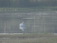 Pelecanus philippensis