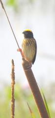 Ploceus manyar