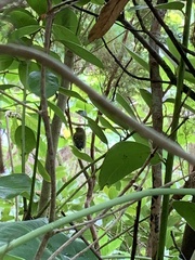 Regulus regulus azoricus