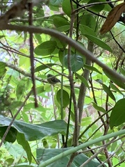 Regulus regulus azoricus