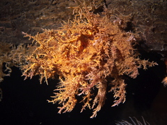 Dendronotus europaeus