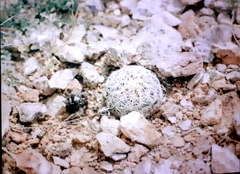 Mammillaria lasiacantha