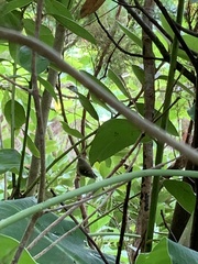 Regulus regulus azoricus