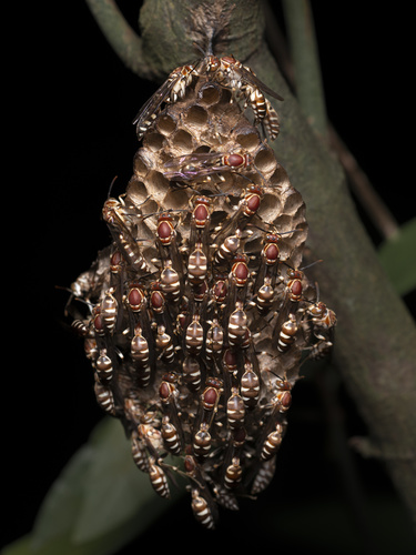 Parapolybia nodosa photo 6