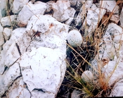 Mammillaria lasiacantha