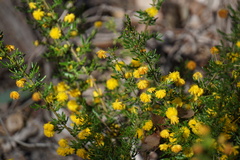 Acacia lateriticola