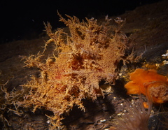 Dendronotus europaeus
