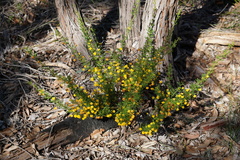 Acacia lateriticola
