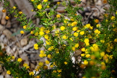 Acacia lateriticola
