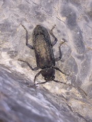 Trichoferus holosericeus