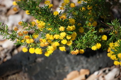 Acacia lateriticola