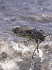 Trichoferus holosericeus