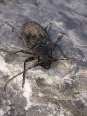 Trichoferus holosericeus