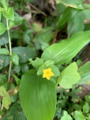 Lysimachia azorica