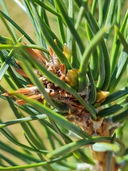 Pseudococcyx turionella