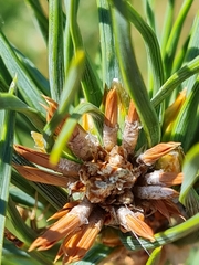 Pseudococcyx turionella