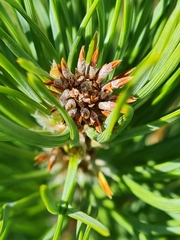 Pseudococcyx turionella