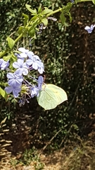 Gonepteryx cleopatra