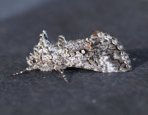 Dusky Silver Υ Moth photo 5