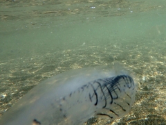 Aequorea forskalea
