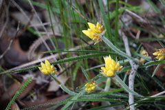 Conostylis setigera