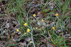 Conostylis setigera