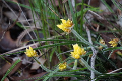 Conostylis setigera