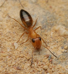 Opisthopsis haddoni