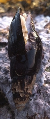 Atrimitra idae